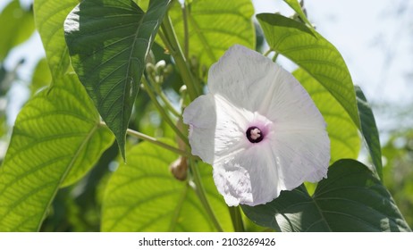 Campanilla flor : 95 images, photos et images vectorielles de stock |  Shutterstock