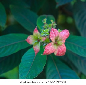 Beautiful Flower In Lalbagh Botanical Garden