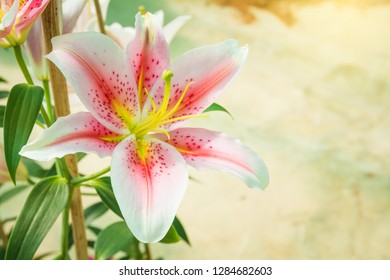 Beautiful Flower Of Lily, Easter Lily (Lilium) In The Ornamental Garden