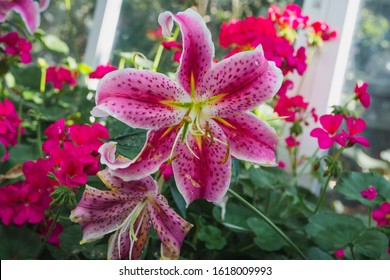 Beautiful Flower Of Lily, Easter Lily (Lilium) In The Ornamental Garden