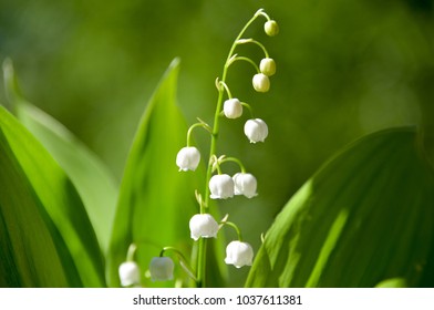Beautiful flower of lily of the valley on green spring background in morning garden - Shutterstock ID 1037611381