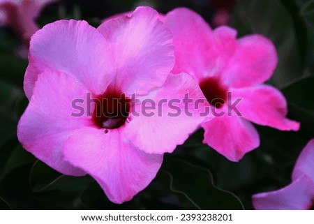 beautiful flower mandevilla pink allamanda