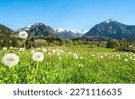 Beautiful flower meadow and snowcapped mountains. Oberstdorf, Bavaria, Alps, Allgau, Germany.