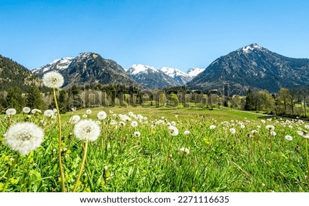 Beautiful flower meadow and snowcapped mountains. Oberstdorf, Bavaria, Alps, Allgau, Germany.