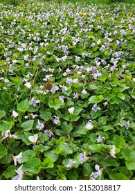 Beautiful Flower Meadow Spring Time Fun