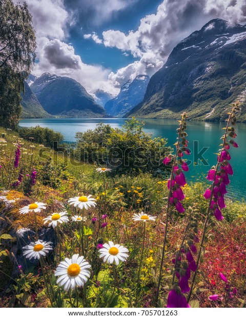 ロバネット ノルウェーの自然とカラフルな水の上の美しい花と山の景色 の写真素材 今すぐ編集
