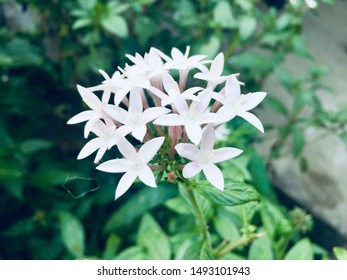 Beautiful flower in my garden - Shutterstock ID 1493101943