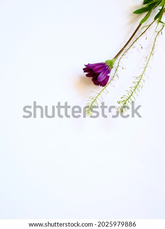 Similar – Image, Stock Photo Allium isolated on white background