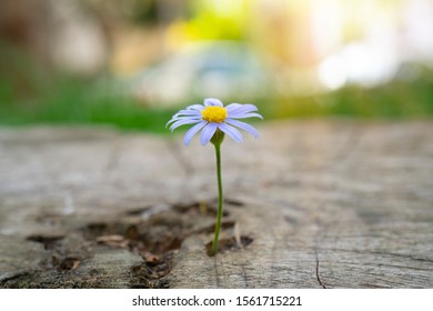 22,785 Flower Stump Images, Stock Photos & Vectors | Shutterstock