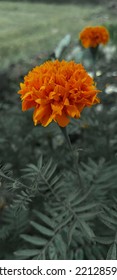 Beautiful Flower, Orange And Fresh Green Leaves Photographed From The Top Angle