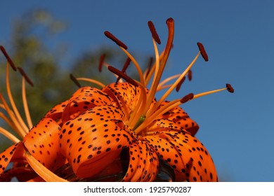 Beautiful flower of orange lily in the garden on a summer day. Orange lily close up. Lilium tigrinum. Floral background. Lily on the sky .Tiger lily. Lilium lancifolium . Summer flower