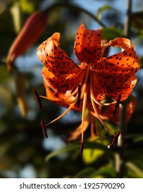Beautiful flower of orange lily in the garden on a summer day.orange lily close up.floral background