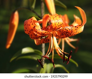 Beautiful flower of orange lily in the garden on a summer day.orange lily close up.floral background