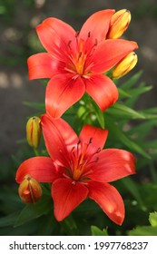 Beautiful 
Flower Of Orange Lily In The Garden On A Summer Day. Lilies Blooming Close Up. Liliaceae. Lilium. Blooming Orange Red Tropical Flower Red Lily. Longiflorum Flowers. Summer Floral Background