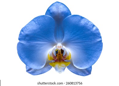 Beautiful flower Orchid, blue phalaenopsis close-up isolated on white background