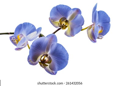 Beautiful flower orchid, blue phalaenopsis close-up isolated on white background