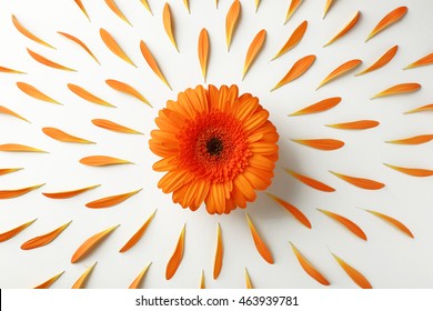 Beautiful flower with petals on white background
