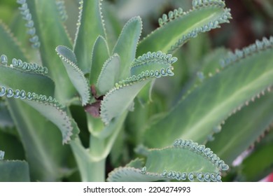 a beautiful flower planted in the yard called Kalanchoe schizophylla, which has unique green leaves
