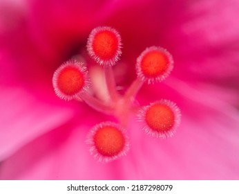 Beautiful Flower Pollen Macro Photo.  Flower Pollen Closeup,