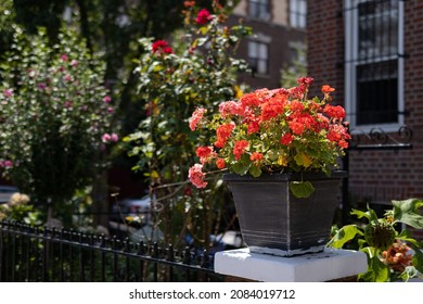 Beautiful Flower Pot Decorating An Urban Home Garden In Astoria Queens New York