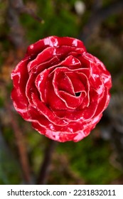Beautiful flower replica made of ceramic, (rose replica). - Shutterstock ID 2231832011