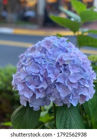 Beautiful Flower At Reston Town Center