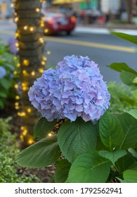 Beautiful Flower At Reston Town Center