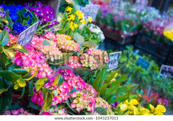 Beautiful flower for sale at flower market, Mong\
Kok, Hong Kong