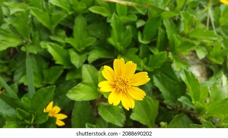 yellow dot plant