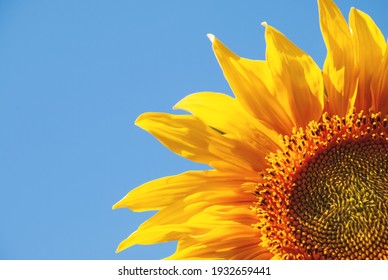 Beautiful flower - sunflower, against the background of a clear blue sky. - Powered by Shutterstock