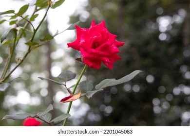 Beautiful Flower Taken At A Park In Summerville SC