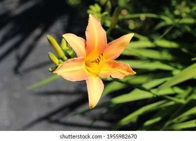 Tennessee Flowers Stock Photos Images Photography Shutterstock