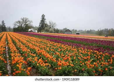 Beautiful Flower Tulip Field In Springtime Oregon