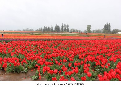 Beautiful Flower Tulip Field In Springtime Oregon