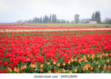 Beautiful Flower Tulip Field In Springtime Oregon