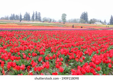 Beautiful Flower Tulip Field In Springtime Oregon