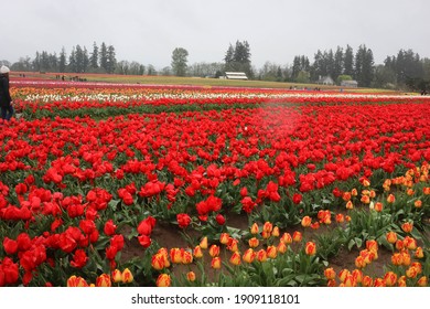 Beautiful Flower Tulip Field In Springtime Oregon