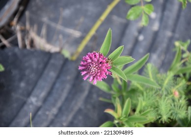 Beautiful Flower Under Attack By Bugs 