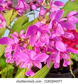 beautiful flower
vector flower
background flower
flower - Shutterstock ID 2183204377