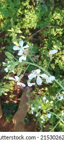 Beautiful Flower Of Wild Radish 