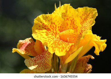 Canna Flower High Res Stock Images Shutterstock