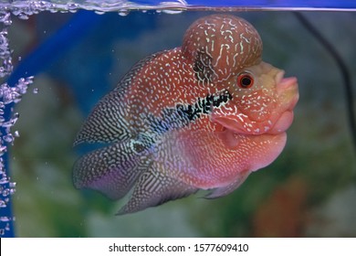 Beautiful Flowerhorn cichlid fish in freshwater tank aquarium