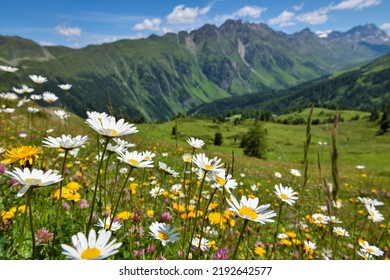 Beautiful flowering alpine meadows in the background mountains and sky with clouds