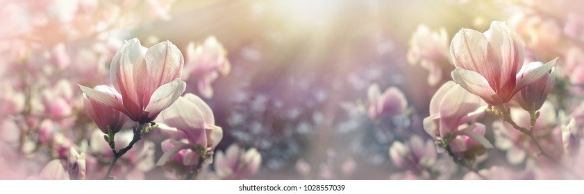 Beautiful flowering, blooming tree - beautiful blossomed magnolia branch in spring - magnolia flower
