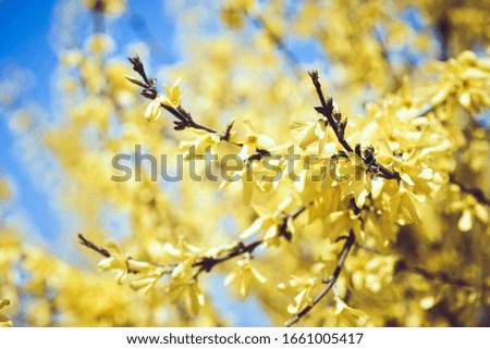 Similar – Golden Spring Colour photo