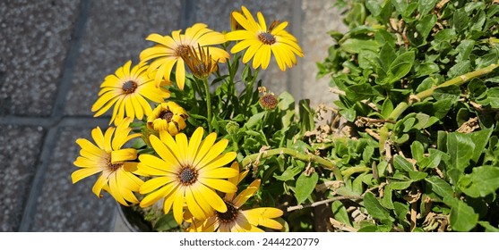 Beautiful flowering bush of yellow Osteospermum. 
The magenta-lilac color petal flowers in shallow depth of field. 
They are known as the daisybushes or African daisies, South African daisy and Cape  - Powered by Shutterstock