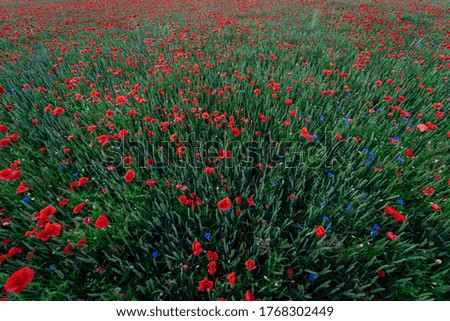 Similar – Image, Stock Photo Field full of poppies Trip