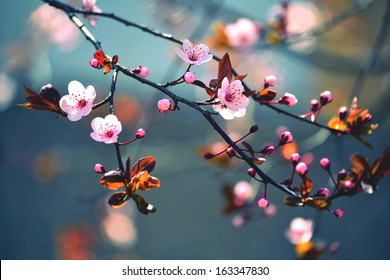 Beautiful flowering Japanese cherry - Sakura. Background with flowers on a spring day.  Stock Photo