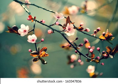 Beautiful flowering Japanese cherry - Sakura. Background with flowers on a spring day.  - Powered by Shutterstock