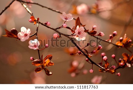 Beautiful flowering Japanese cherry - Sakura.
Background with flowers on a spring day.